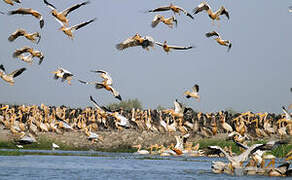 Great White Pelican