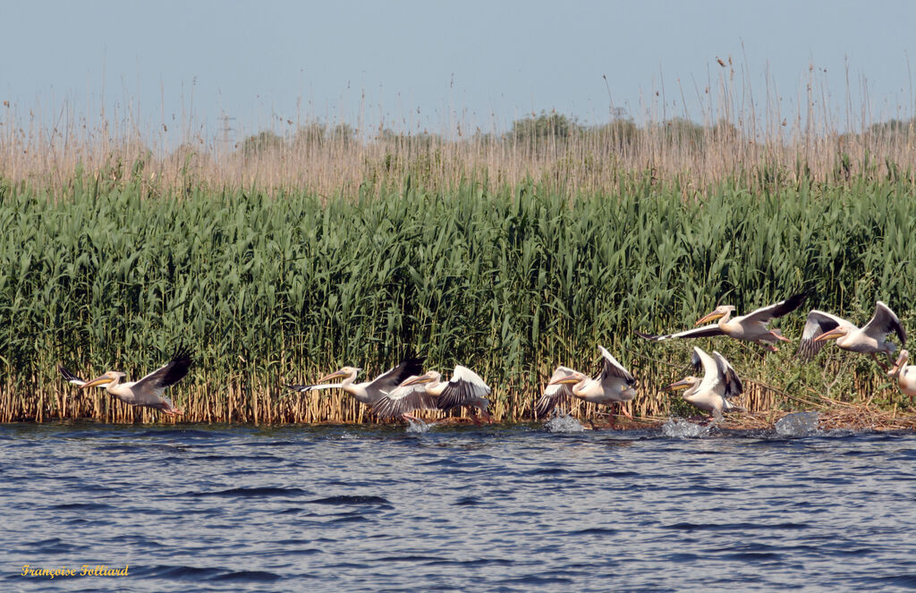 Great White Pelicanadult, Flight