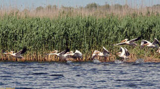 Great White Pelican