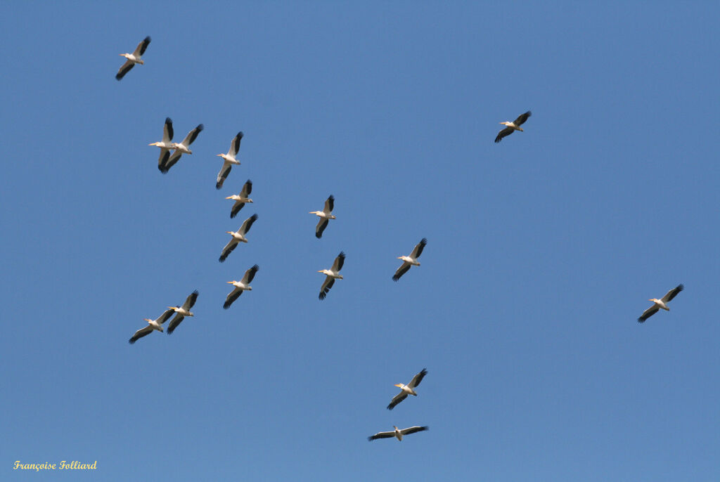 Great White Pelican, Flight