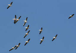 Great White Pelican