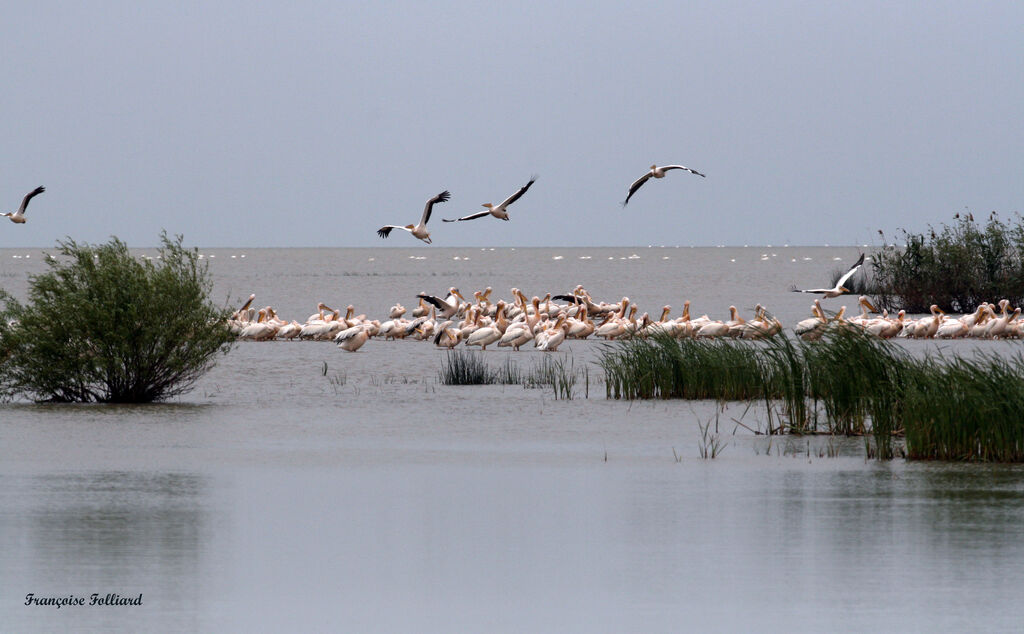 Pélican blancadulte, identification, Comportement