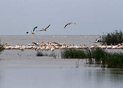 Great White Pelican