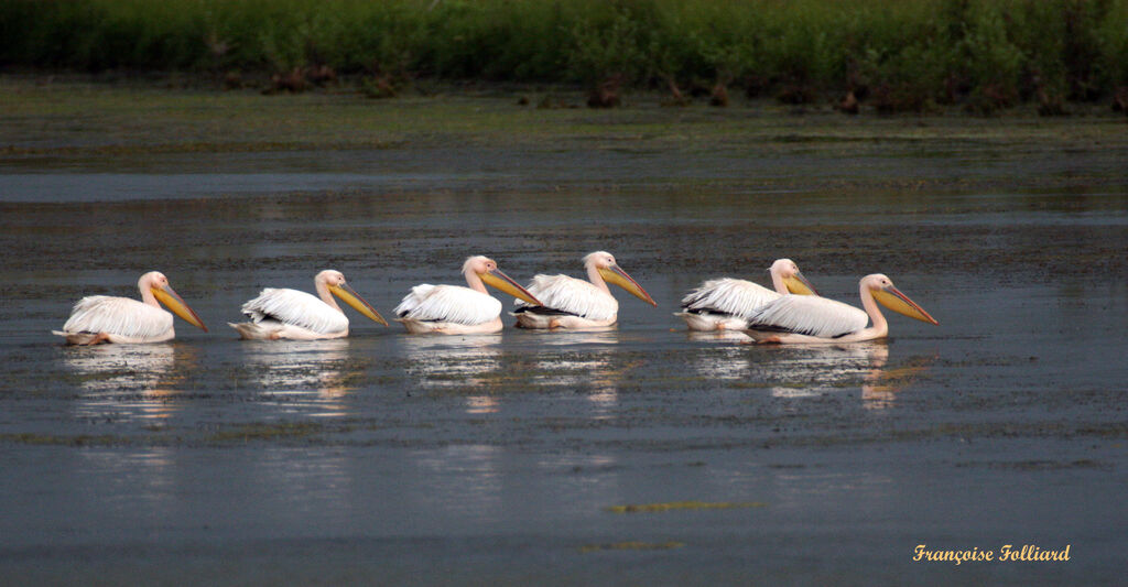 Great White Pelicanadult, identification