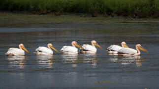 Great White Pelican