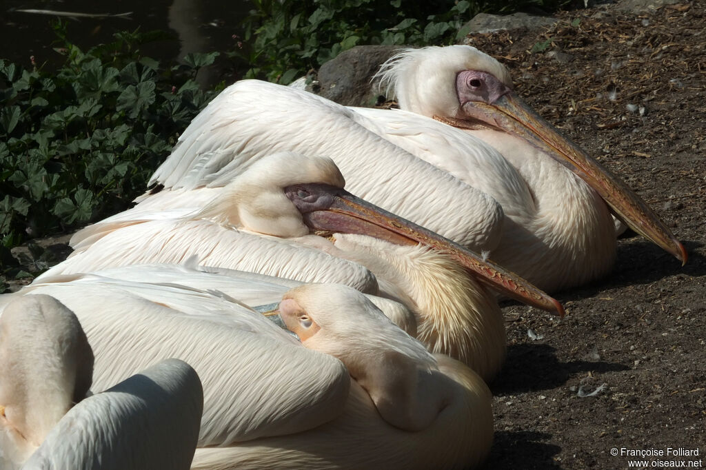 Great White Pelican