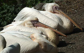 Great White Pelican