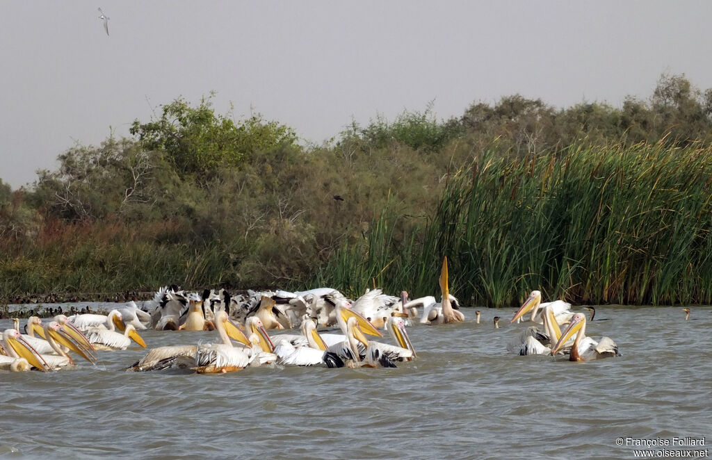 Great White Pelican, fishing/hunting