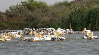 Great White Pelican