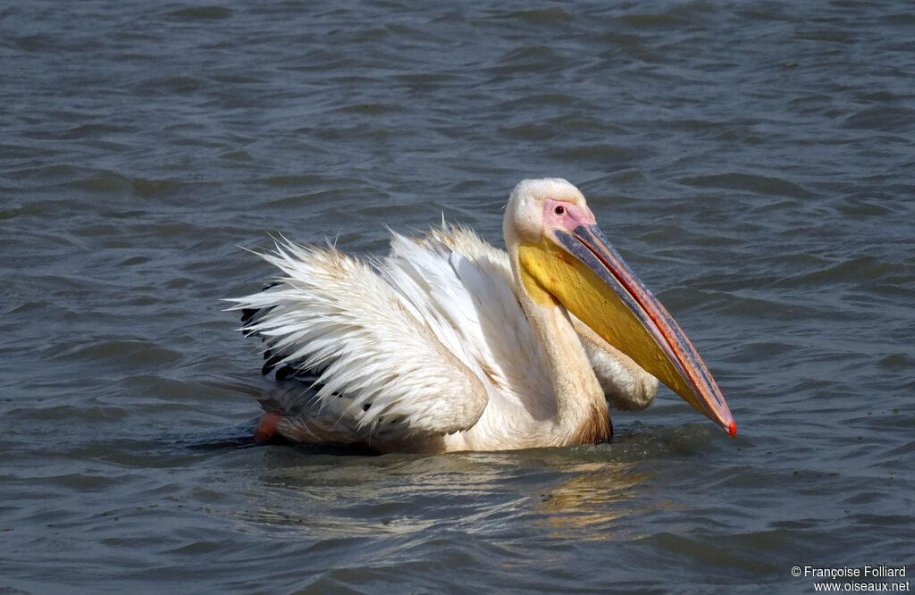 Pélican blanc, identification