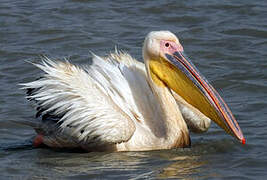 Great White Pelican