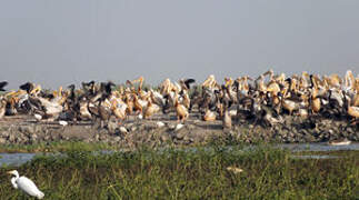 Great White Pelican