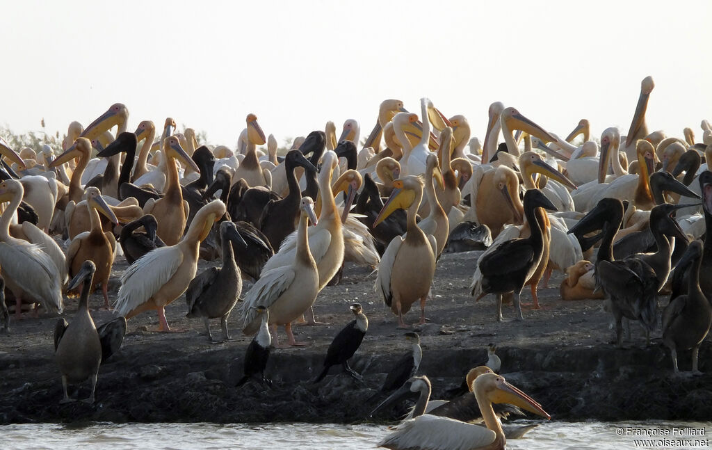 Great White Pelicanjuvenile