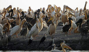 Great White Pelican