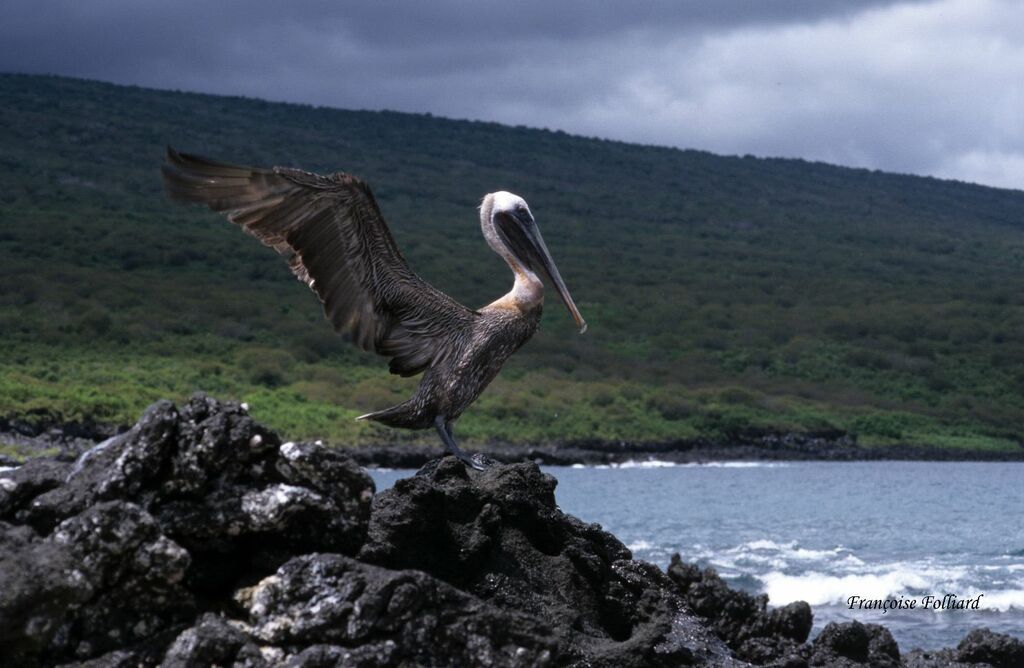 Brown Pelicanadult, Behaviour