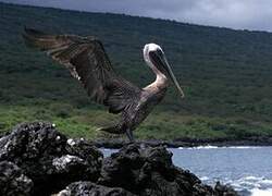 Brown Pelican