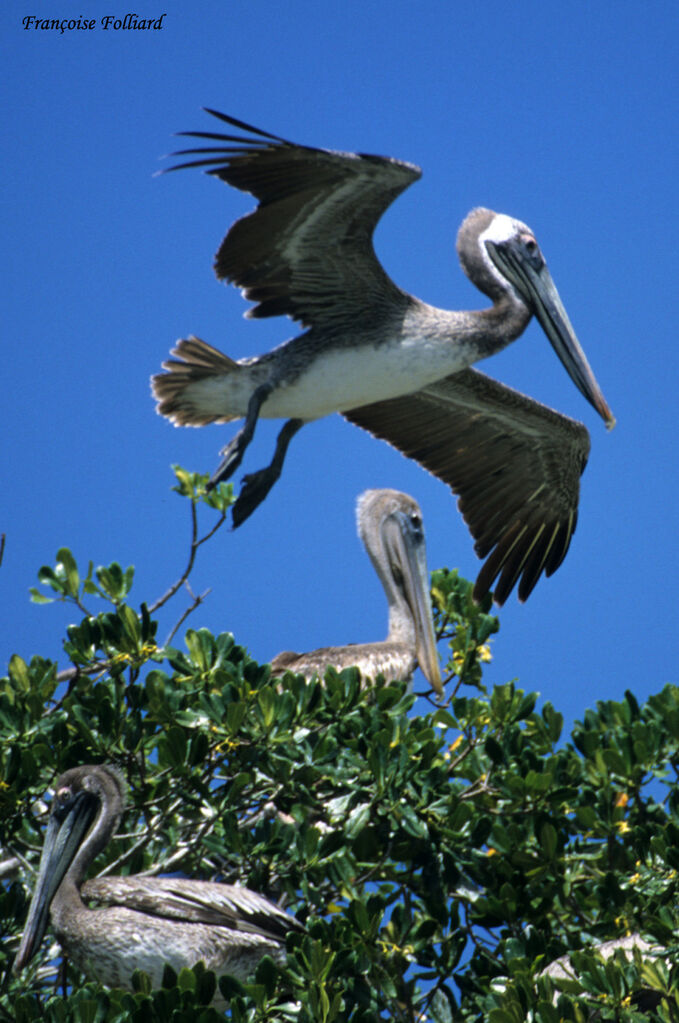 Brown Pelican