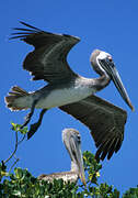 Brown Pelican