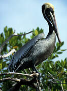 Brown Pelican