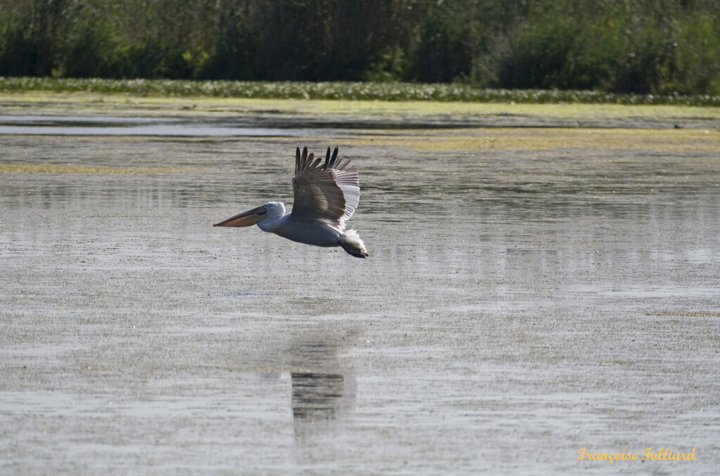 Dalmatian Pelicanadult, Flight