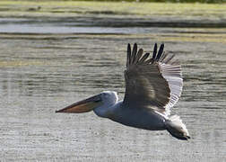 Dalmatian Pelican