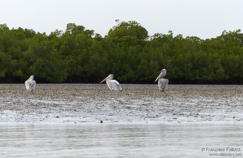 Pink-backed Pelican, identification
