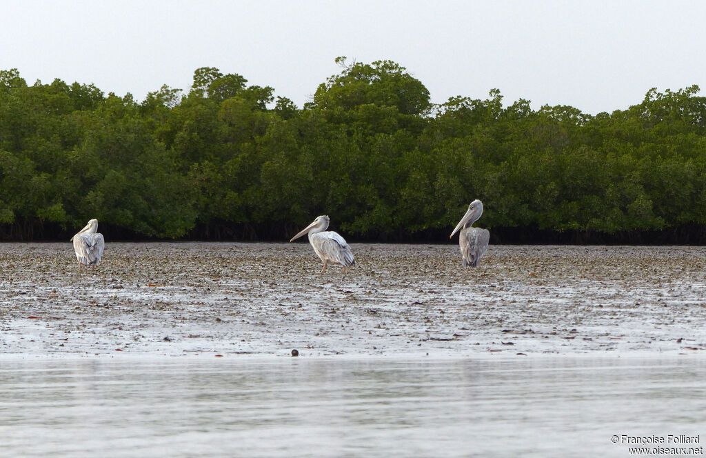 Pink-backed Pelican, identification