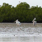 Pélican gris
