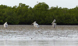 Pink-backed Pelican