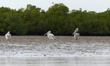 Pélican gris