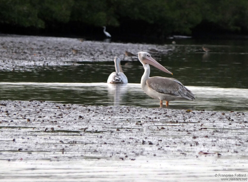 Pink-backed Pelican, identification