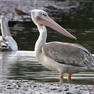 Pélican gris