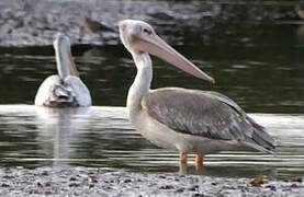 Pink-backed Pelican