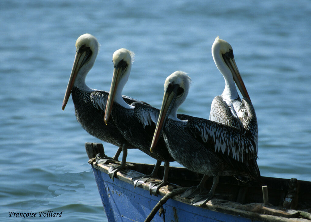 Pélican thage