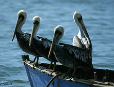 Peruvian Pelican