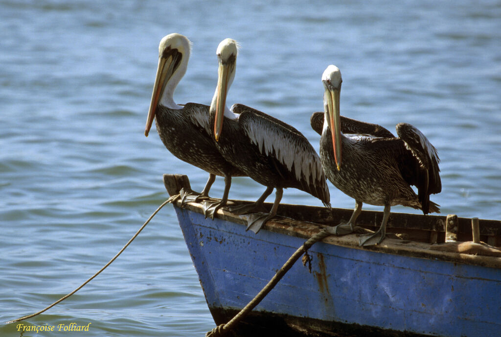 Peruvian Pelicanadult, identification