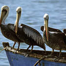 Pélican thage