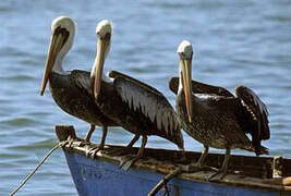 Peruvian Pelican