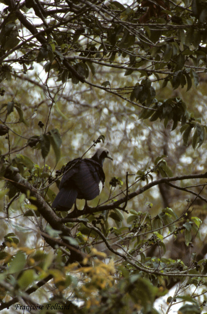 White-throated Piping Guanadult, identification, Behaviour