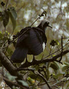 White-throated Piping Guan