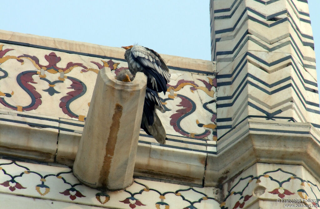 Egyptian Vulture, identification