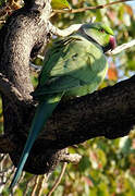 Rose-ringed Parakeet