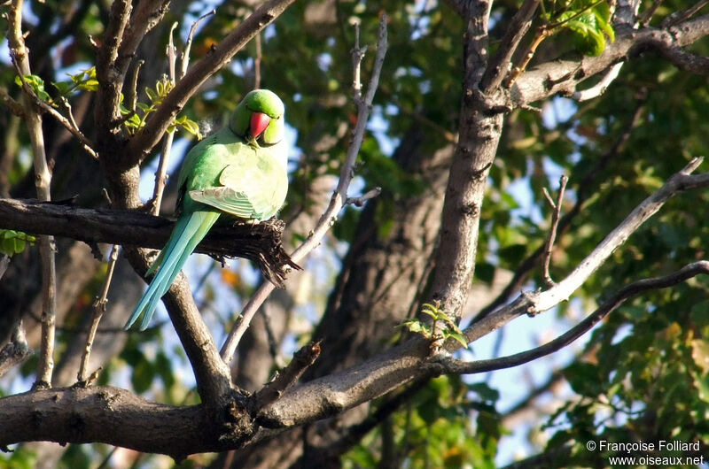 Rose-ringed Parakeet, identification, Behaviour
