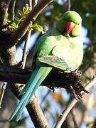 Rose-ringed Parakeet