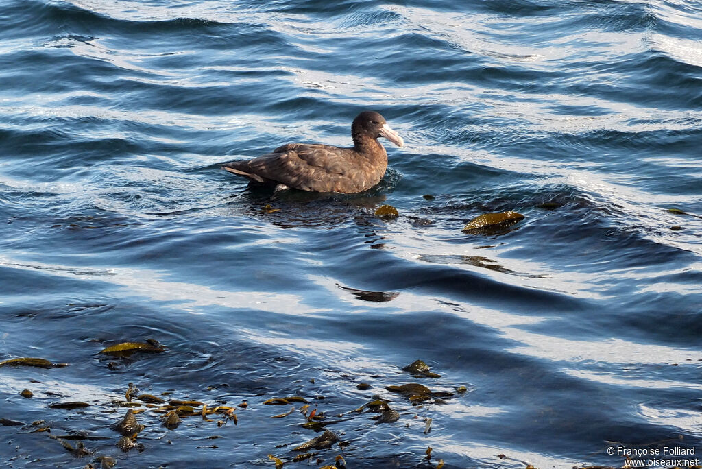 Southern Giant Petrel