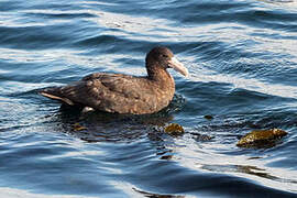 Southern Giant Petrel