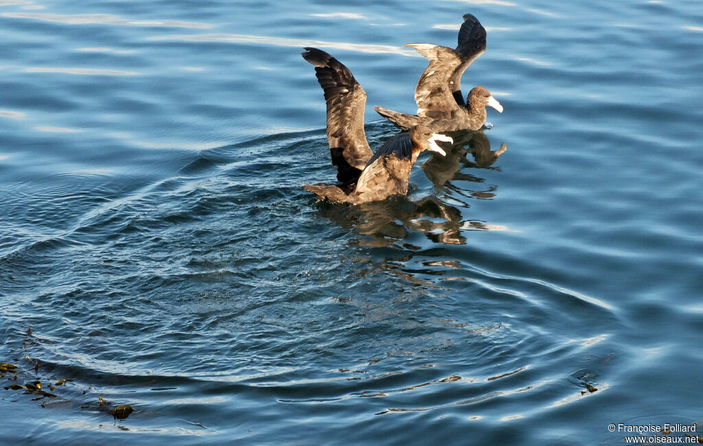 Southern Giant Petrel