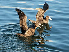 Southern Giant Petrel