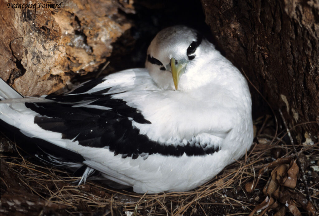 White-tailed Tropicbirdadult, identification, Reproduction-nesting