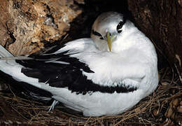 White-tailed Tropicbird